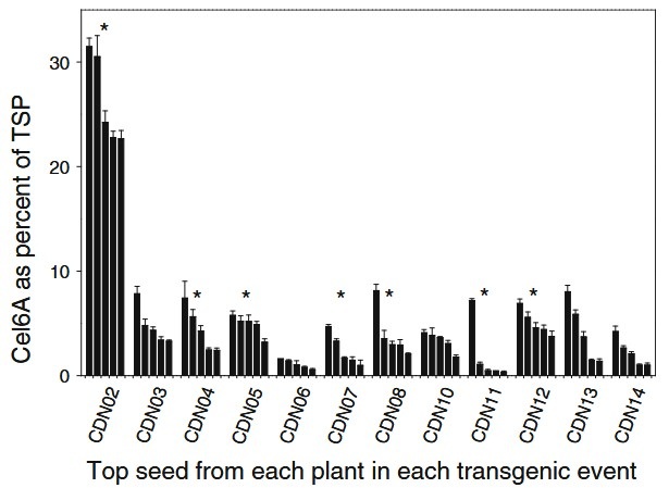 Heterologe Expression von Cellobiohydrolase II (Cel6a) im Mais-Endosperm