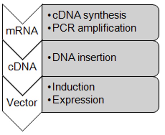 Key steps of recombinant enzyme production