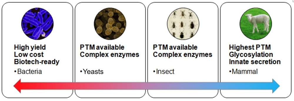 Advantages of typical hosts for enzyme expression: bacteria, yeasts, insect, and mammal