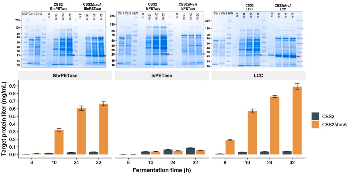 Secretory expression in Bacillus subtilis and biochemical characterization of a highly thermostable polyethylene terephthalate hydrolase from bacterium HR29