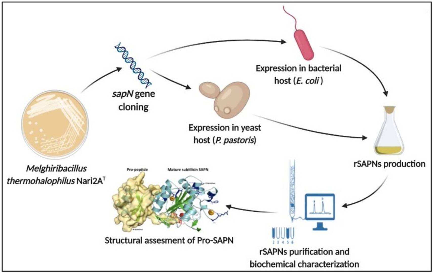 Bacterial and yeast expression of a serine alkaline protease