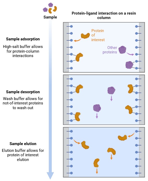 Workflow der hydrophoben Interaktionschromatographie: Probenbindung, Waschen und Elution