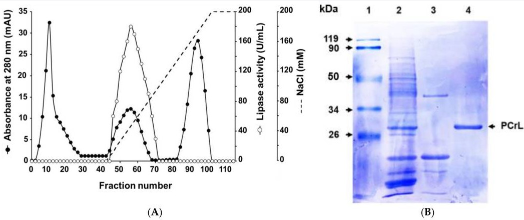 Reinigung sowie biochemische und kinetische Charakterisierung einer neuartigen alkalischen sn-1,3-regioselektiven Triacylglycerol-Lipase