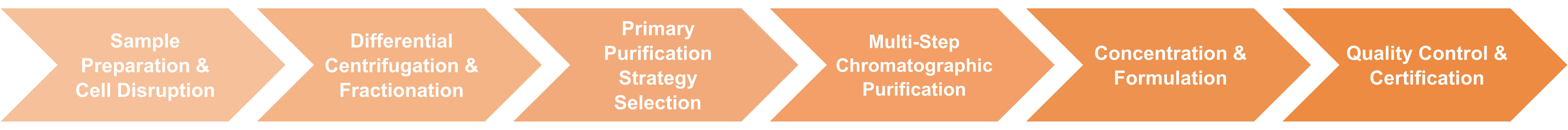 Workflow der Enzymreinigung