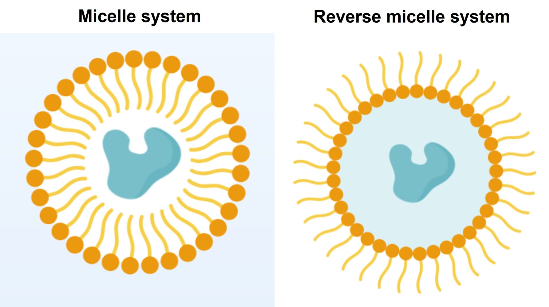 Schematische Darstellung von Mizellen- und inversen Mizellensystemen