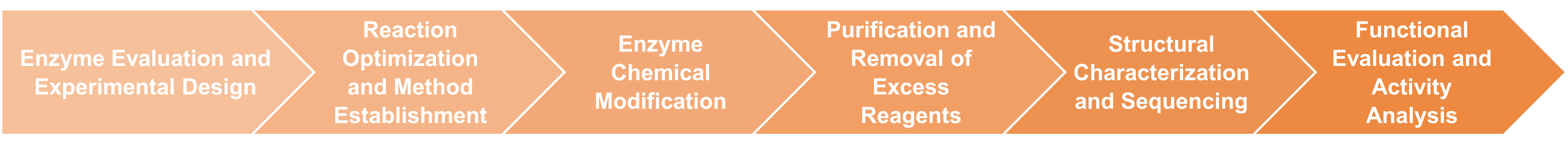 Workflow des Services zur chemischen Enzymmodifikation