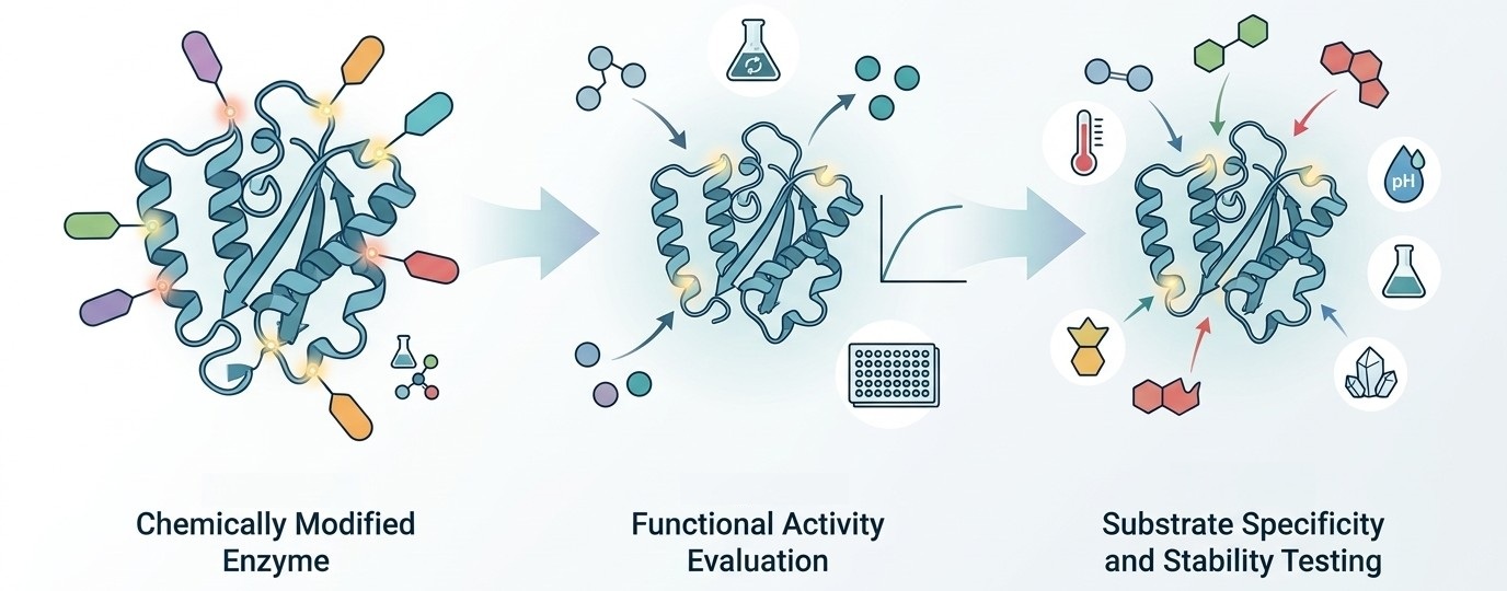 Funktionelle Evaluierung und Spezifitätstestung chemisch modifizierter Enzyme