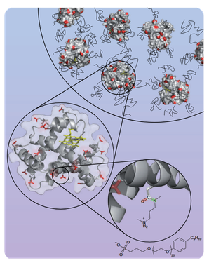 Chemische Modifikation von Enzymen