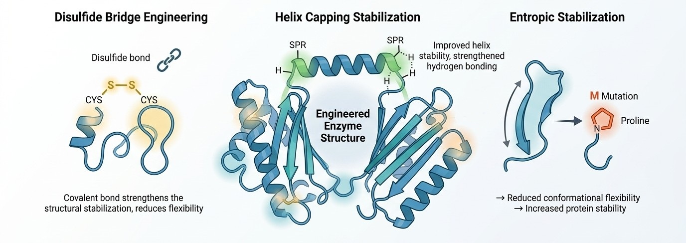Protein-Engineering-Strategien: Disulfidbrücken, Helix-Capping und entropische Stabilisierung