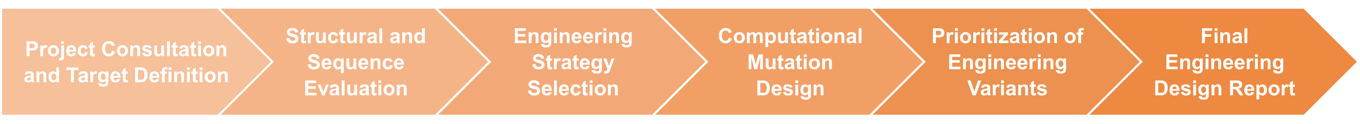 Workflow des Protein-Engineering-Designprozesses