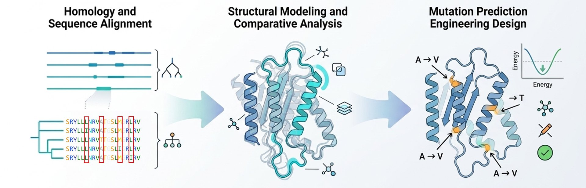 Computergestützte Analyse und Homologiemodellierung für engineered Enzyme