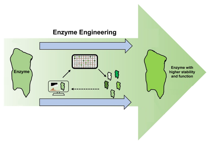 Protein-Engineering zur verbesserten und diversifizierten Biosynthese von Naturstoffen