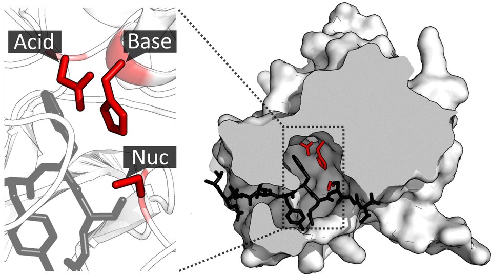 Enzymstabilisierung durch Protein-Engineering-Services bei Creative Enzymes