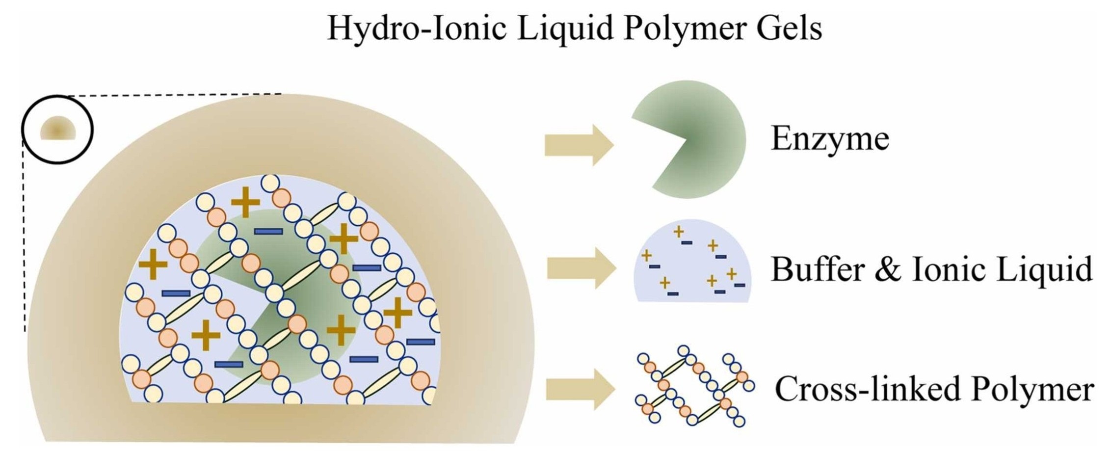 Enzyme immobilization in hydro-ionic liquid (HydrIL) gels