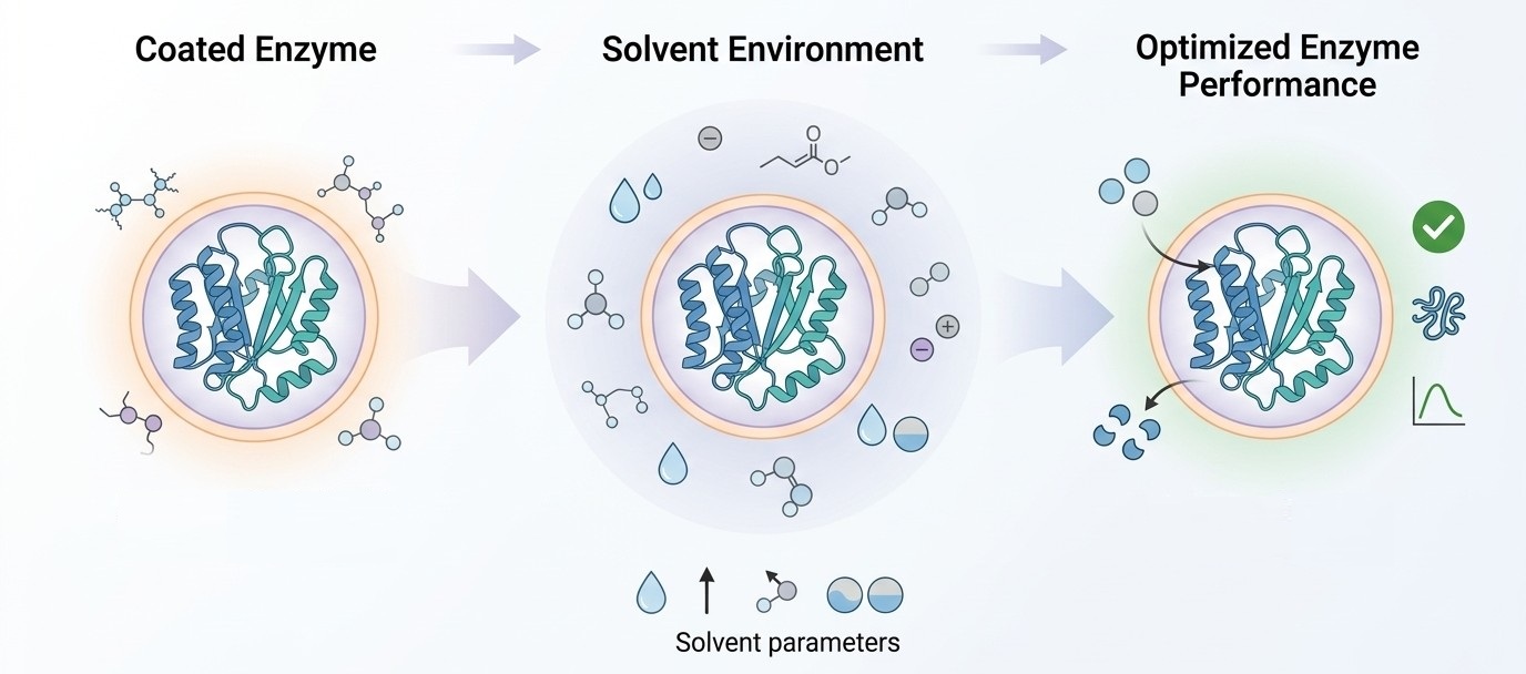 Optimierung des Lösungsmittelmilieus für beschichtete Enzyme bei Creative Enzymes
