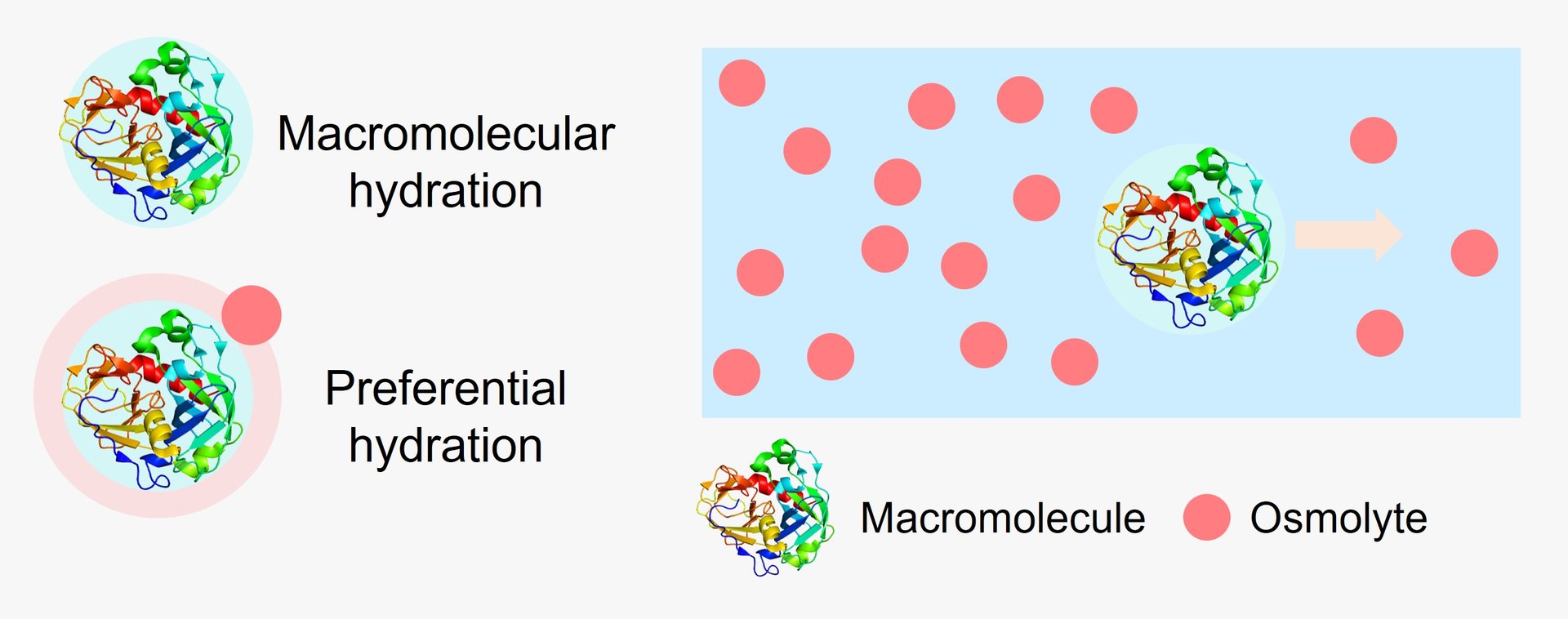 Makromolekulare Hydratation und Osmolyt–Makromolekül-Interaktionen