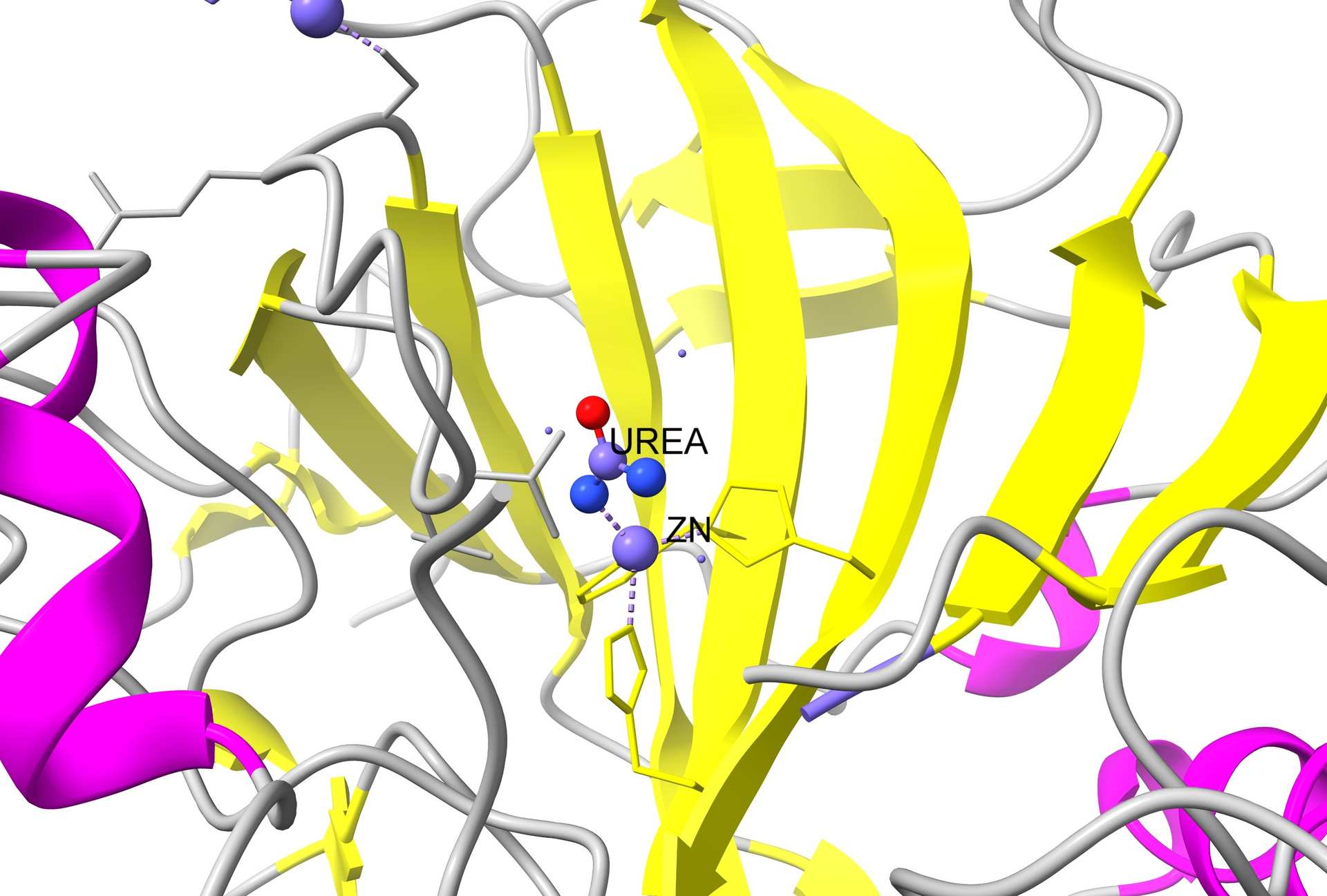 Menschliche Carboanhydrase II mit Zinkion (Beispiel eines Metalloenzyms)