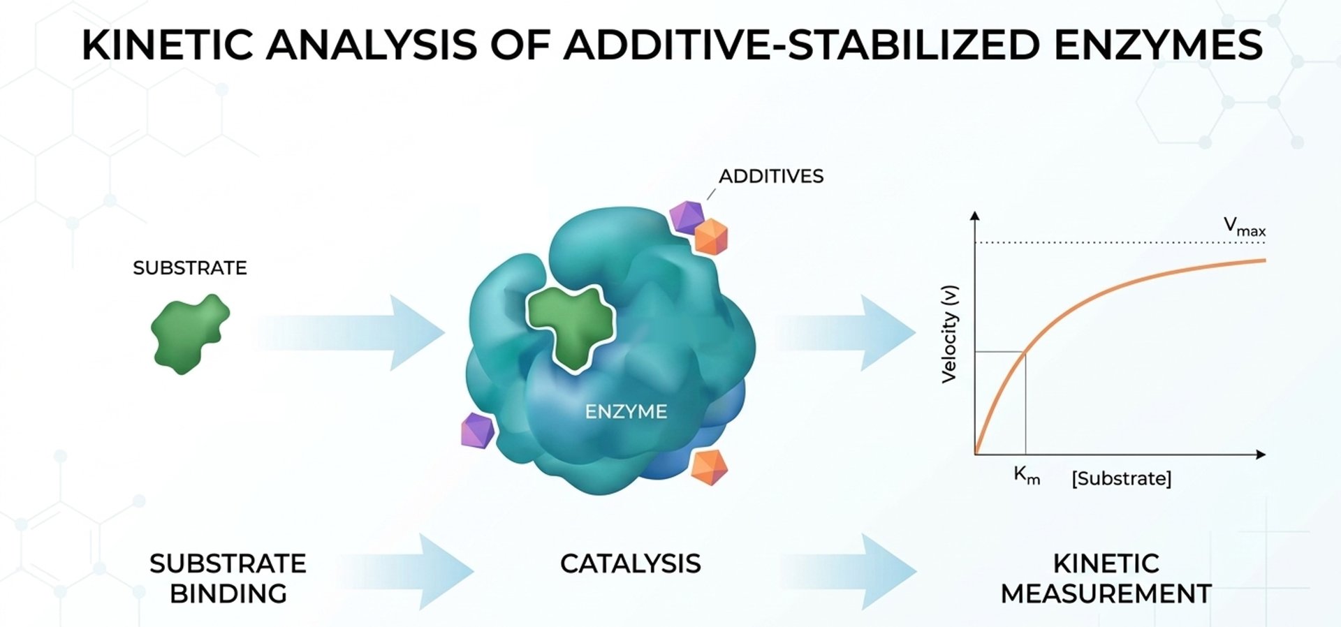 Kinetische Analyse von durch Additive stabilisierten Enzymen