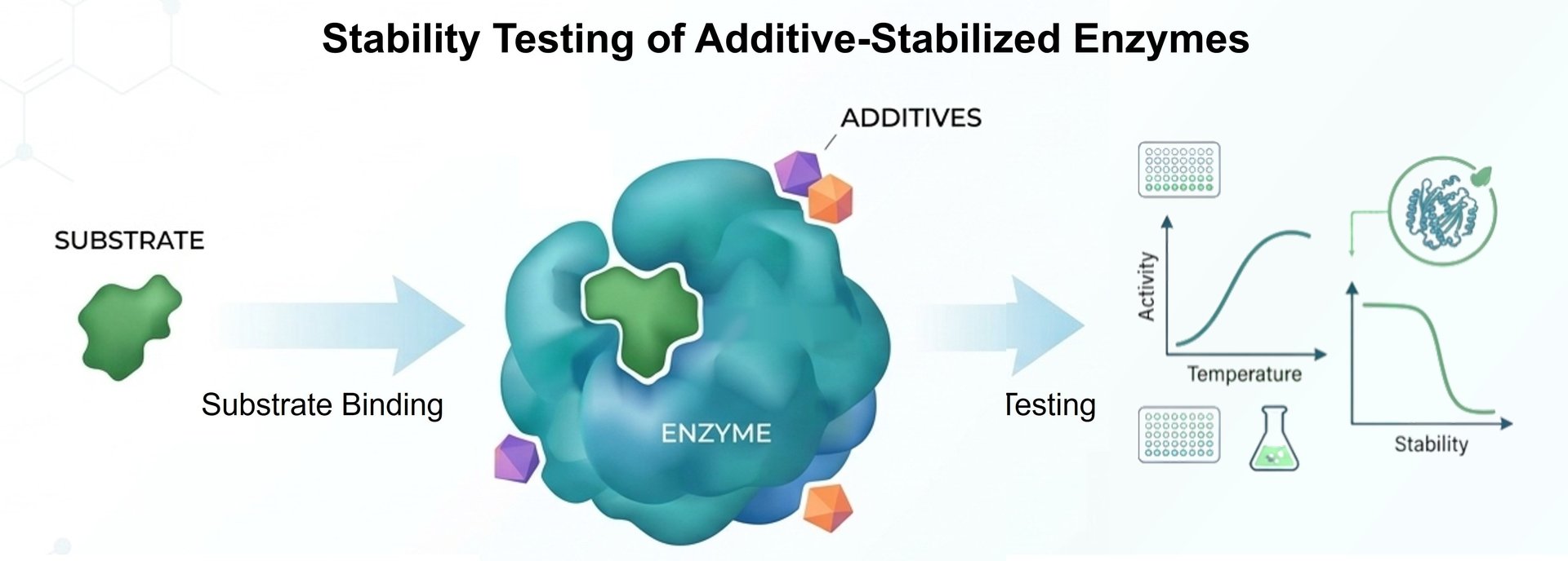 Stabilitätsprüfung additivstabilisierter Enzyme