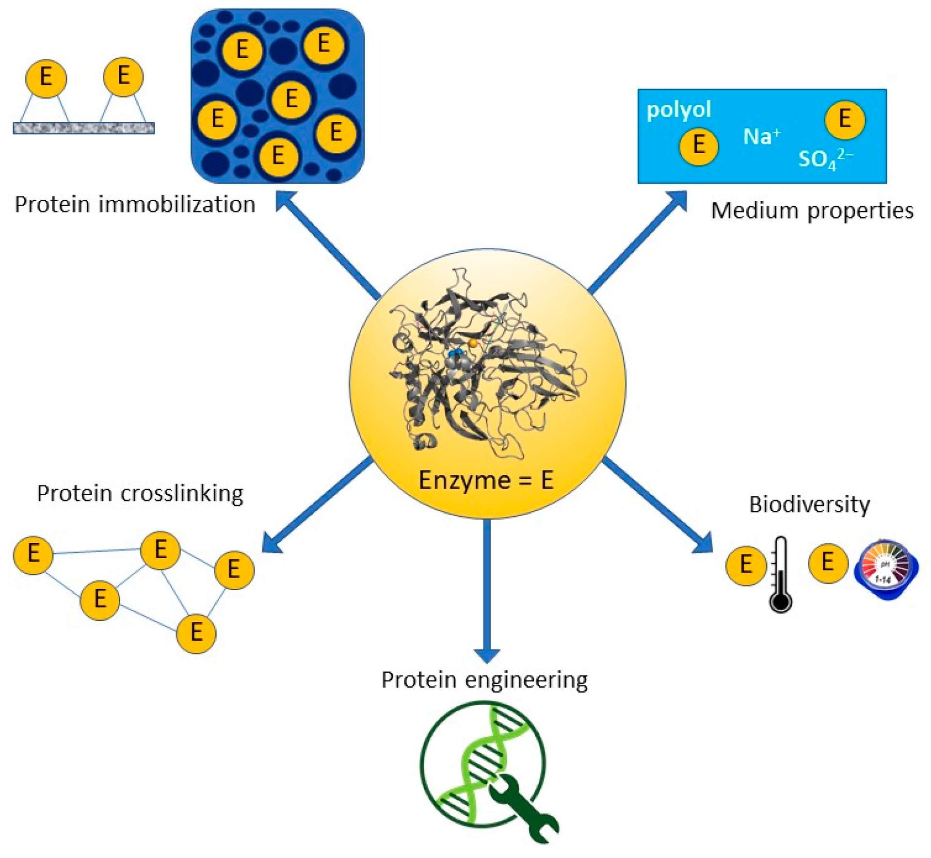 Enzyme stability and bioelectrode stabilization processes