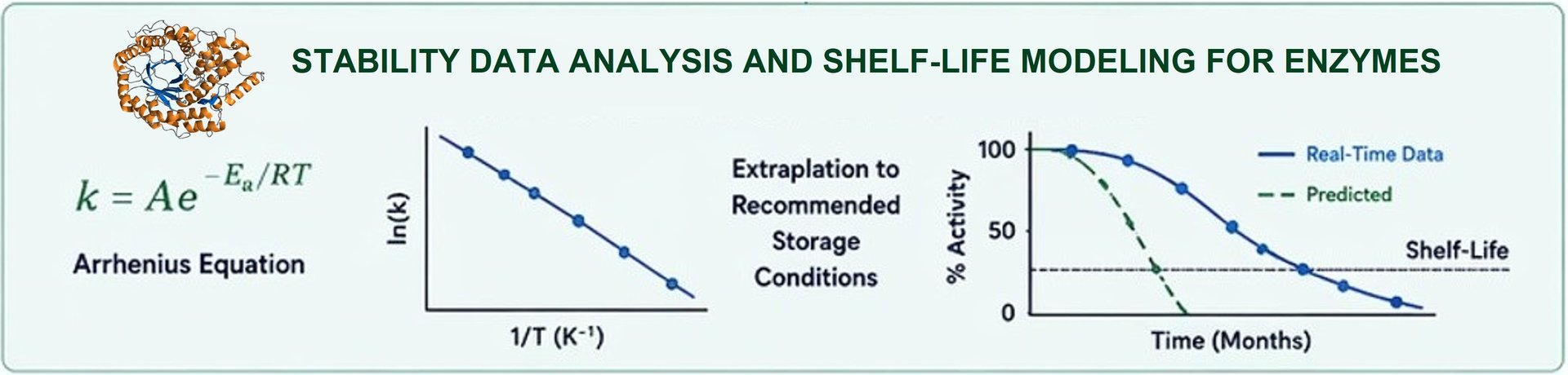 Datenanalyse und Haltbarkeitsmodellierung für Enzyme