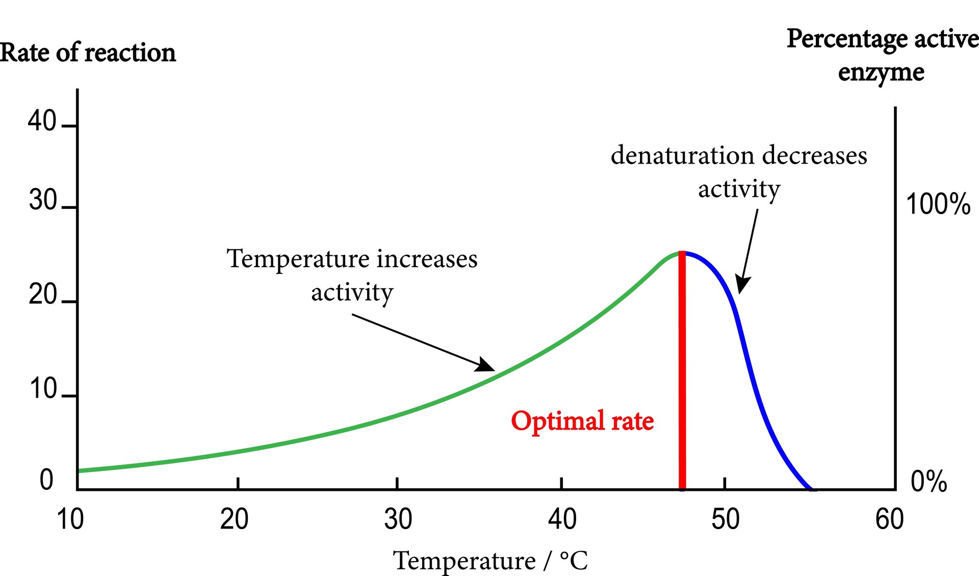 The effects of temperature on enzyme activity