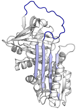 Proteinstruktur von Alpha-1-Antitrypsin.