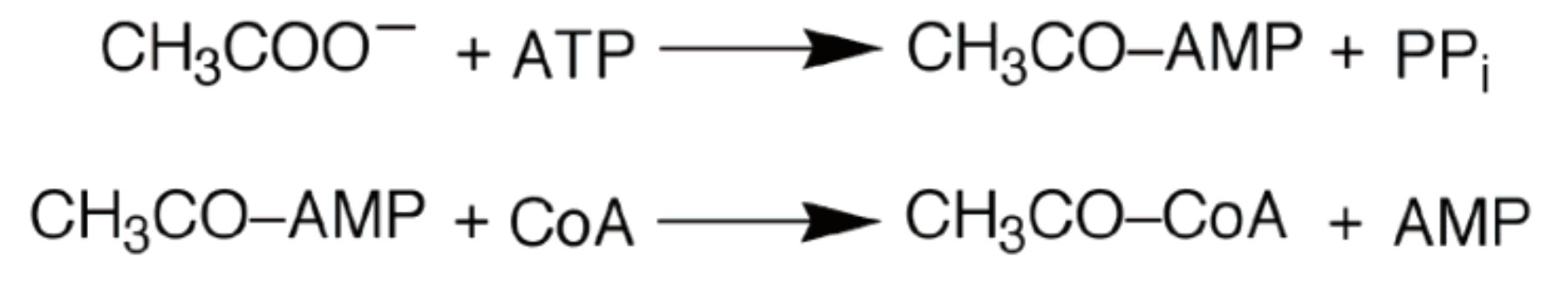 Mechanismus der menschlichen Arginase I.