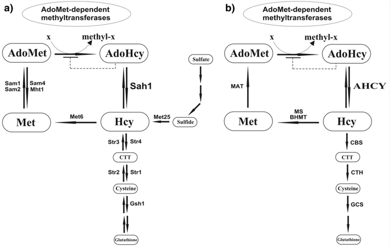 AdoMet-abhängige Methylierung: die Rolle von AdoHcy und S-Adenosyl-L-Homocystein-Hydrolase a) in Hefen und b) in Säugetieren