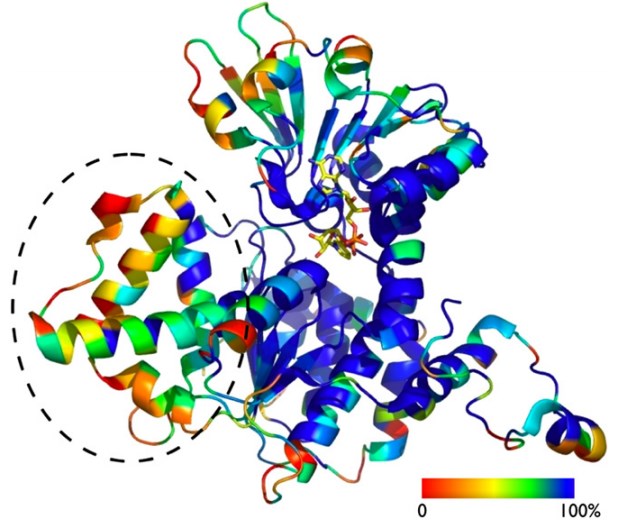 S-Adenosyl-L-Homocystein-Hydrolase: Sequenz- und Strukturkonservierung