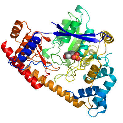 Proteinstruktur von ALT