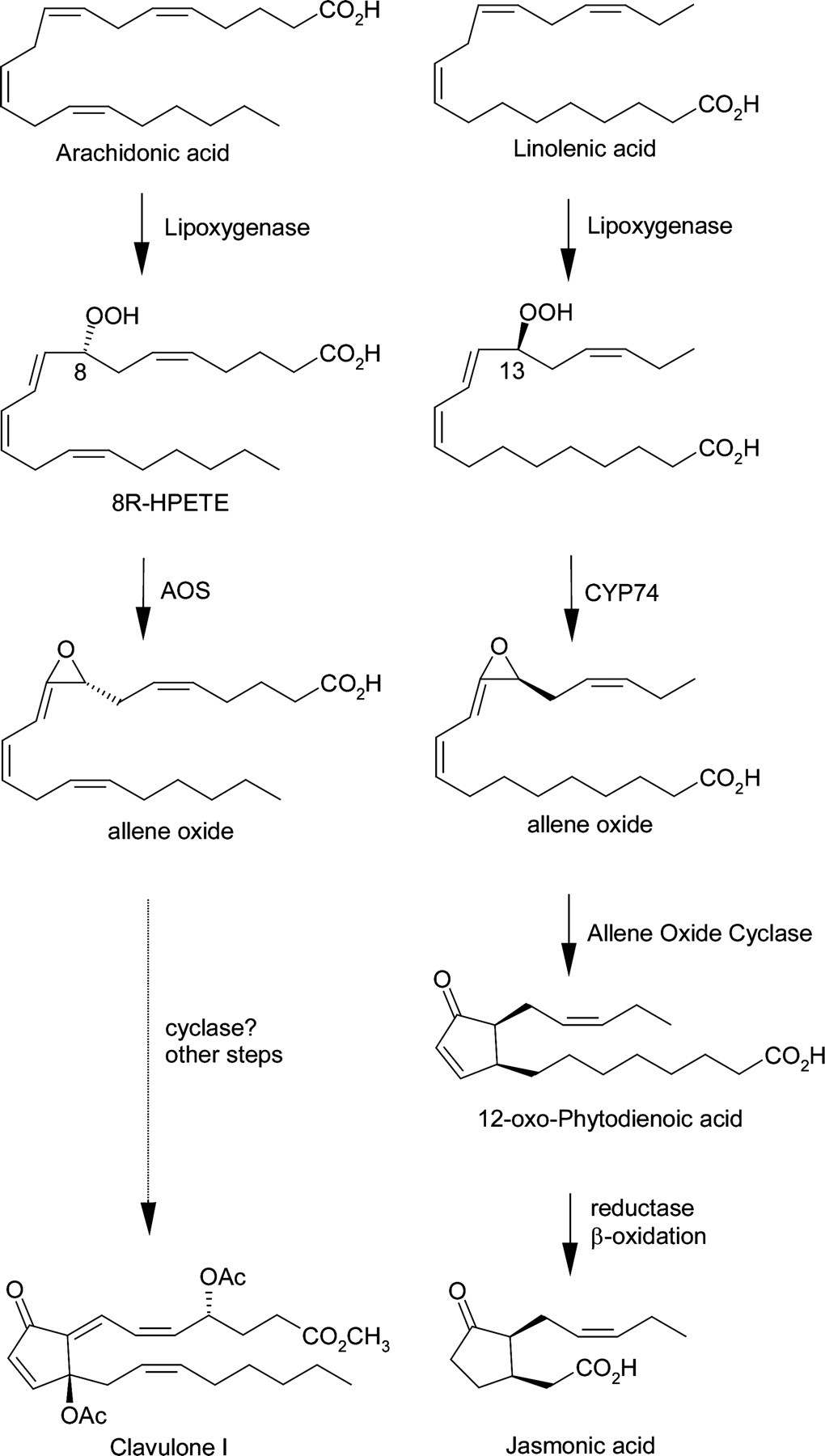 Comparison of allene oxide biosynthesis in coral and plants