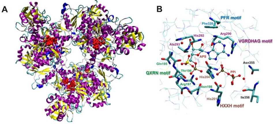 Hexamerstruktur des ATPS-APS-Mg2+-Pyrophosphatkomplexes, der nach 20 ns Molekulardynamik (MD)-Simulationen erhalten wurde; B. Vier konservierte Motive, die in den bekannten ATPS-Sequenzen beobachtet wurden, die in der 1G8H-Kristallstruktur präsentiert sind (Wójcik-Augustyn, A.; <em>et al</em>. 2019)