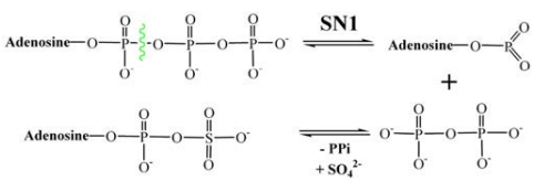 Der zweistufige SN-1-Reaktionsmechanismus, der für ATPS vorgeschlagen wird, der durch AMP-Anhydrid-Intermediär verläuft