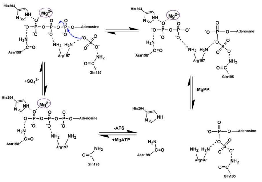 Der einstufige SN-2-Reaktionsmechanismus, der für ATPS basierend auf der modellierten ATPS-ATP-Sulfatstruktur vorgeschlagen wird