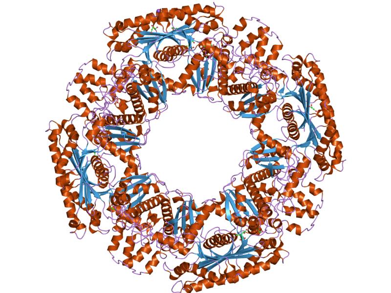Proteinstruktur der Acetatkinase.