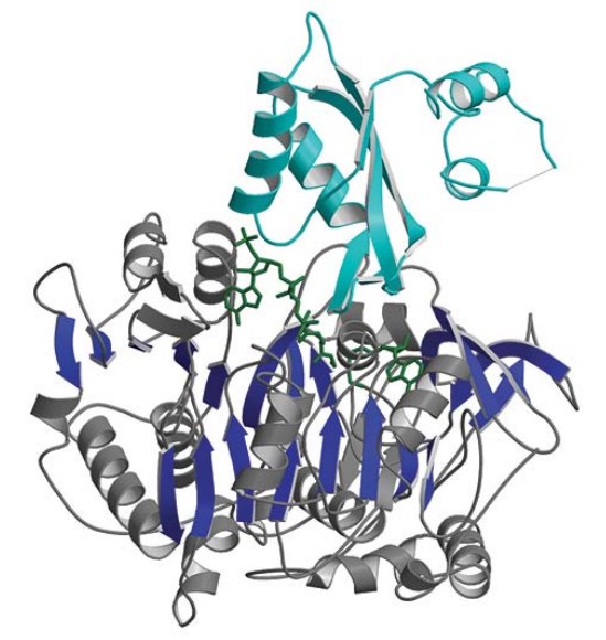 Struktur von S. enterica Acs