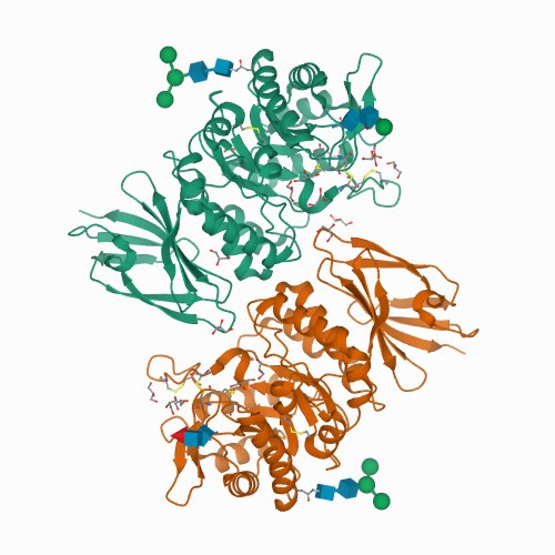 Kristallstruktur des menschlichen α-N-Acetylgalactosaminidase
