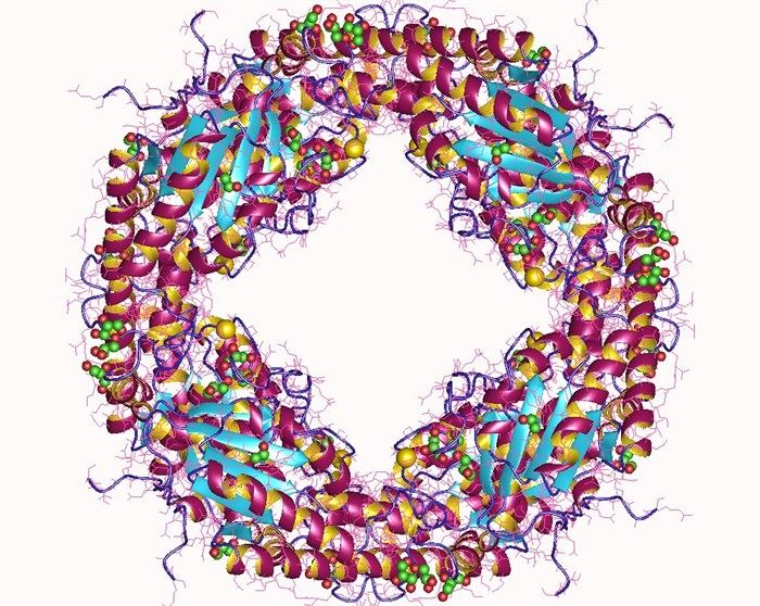 Proteinstruktur der Acetylxylan-Esterase.