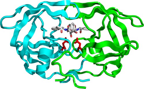 Proteinstruktur der Säureprotease.