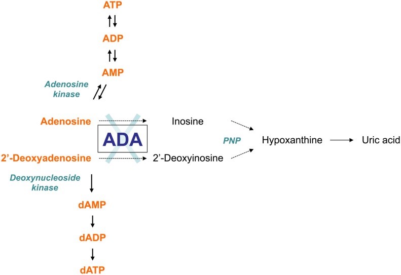 Der Adenosindeaminase (ADA) Stoffwechsel