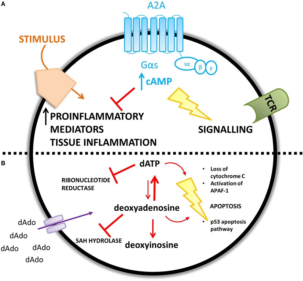 ADA-Mangel führt zu einer Ansammlung von Adenosin (A) und Deoxyadenosin (B) - verschiedene Mechanismen werden für die erhöhte Konzentration jedes Metabolits vorgeschlagen
