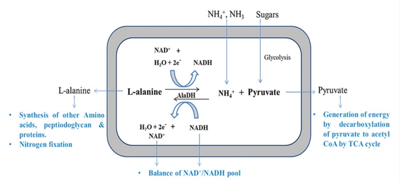 Funktion von AlaDH in Mikroorganismen durch oxidative Deaminierung von L-Alanin in Vorwärtsreaktion und reduzierte Aminierung von Pyruvat in Rückreaktionen
