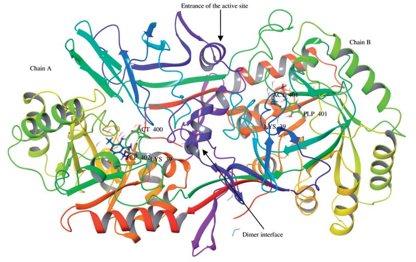 Piktoriale Ansicht des Bacillus stearothermophilus Alr-Homodimers (PBD ID: 1SFT)