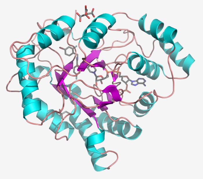 Proteinstruktur der Aldose-Reduktase.