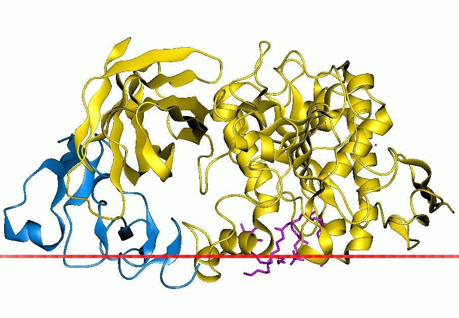 Proteinstruktur von Lipasen.