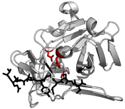 Proteinstruktur der alkalischen Protease.
