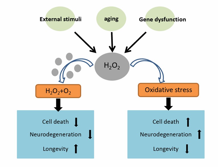 Antioxidative Eigenschaft von Fe3O4-Nanozymen zur Verbesserung der durch ROS induzierten Neurodegeneration. - CD BioSciences