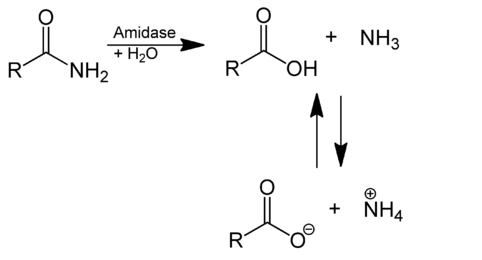 Hydrolyse eines Amids.