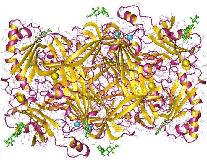 Struktur der Primäre-Amin-Oxidase.